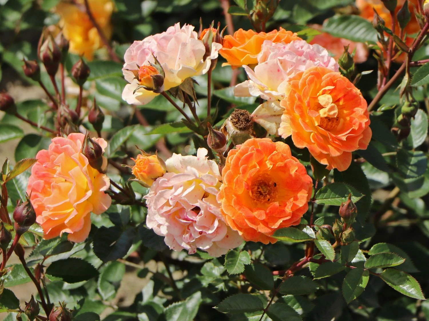 Bodendecker-Rose 'Bessy' ® 4 Bodendecker-Rose 'Bessy' ® – Bild 4