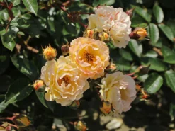 Bodendecker-Rose 'Bessy' ® 14 Bodendecker-Rose 'Bessy' ® -Deutschland Garten Funk Verkaufs-Shop bodendecker rose bessy m056200 w 4