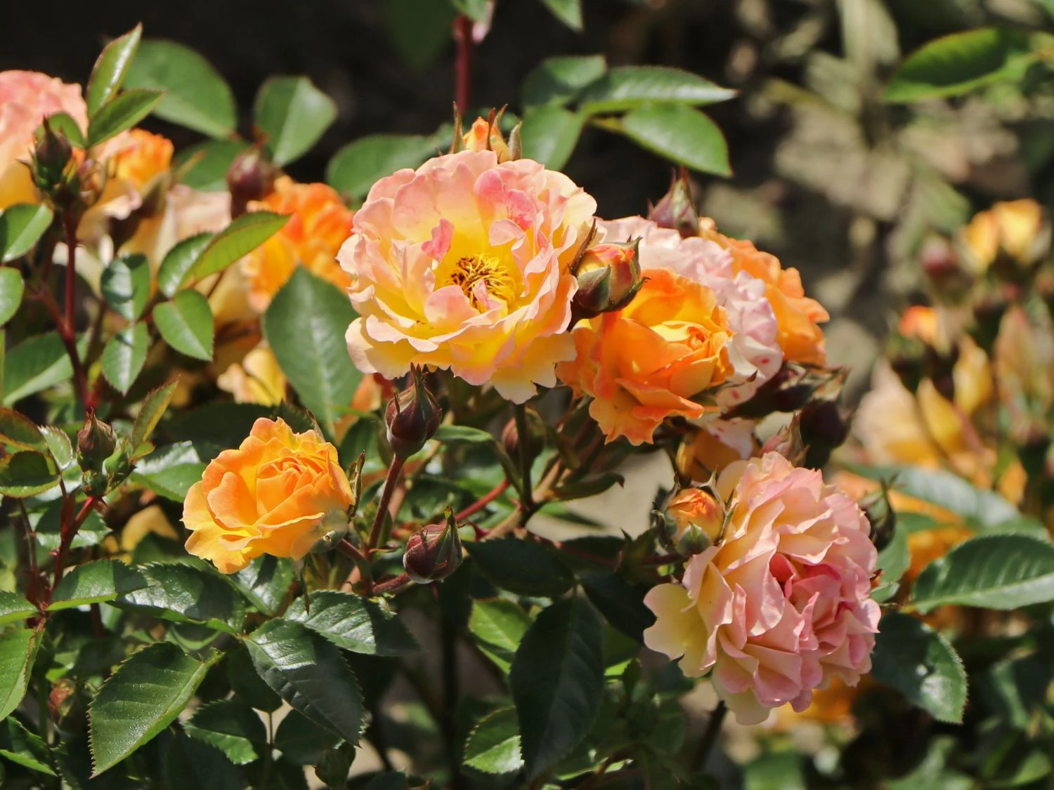 Bodendecker-Rose 'Bessy' ® 8 Bodendecker-Rose 'Bessy' ® – Bild 8