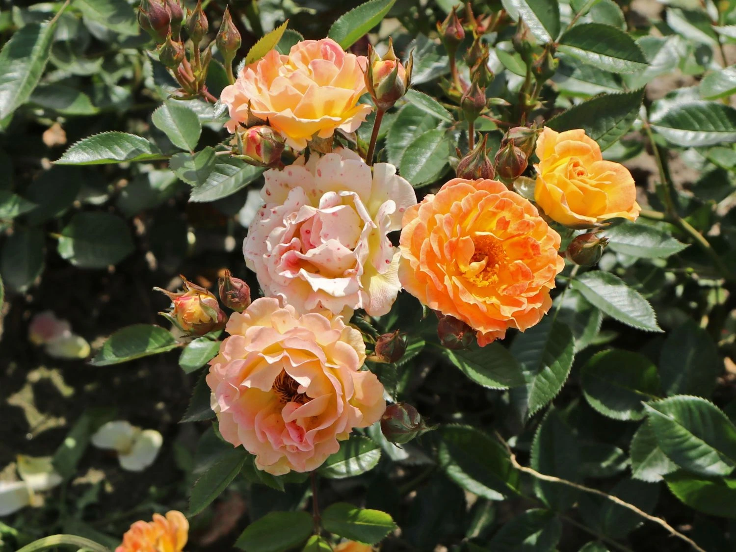 Bodendecker-Rose 'Bessy' ® 6 Bodendecker-Rose 'Bessy' ® – Bild 6