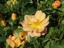 Bodendecker-Rose 'Bienenweide ® Apricot' 17 Bodendecker-Rose 'Bienenweide ® Apricot' -Deutschland Garten Funk Verkaufs-Shop bodendecker rose bienenweide apricot m094428 w 0