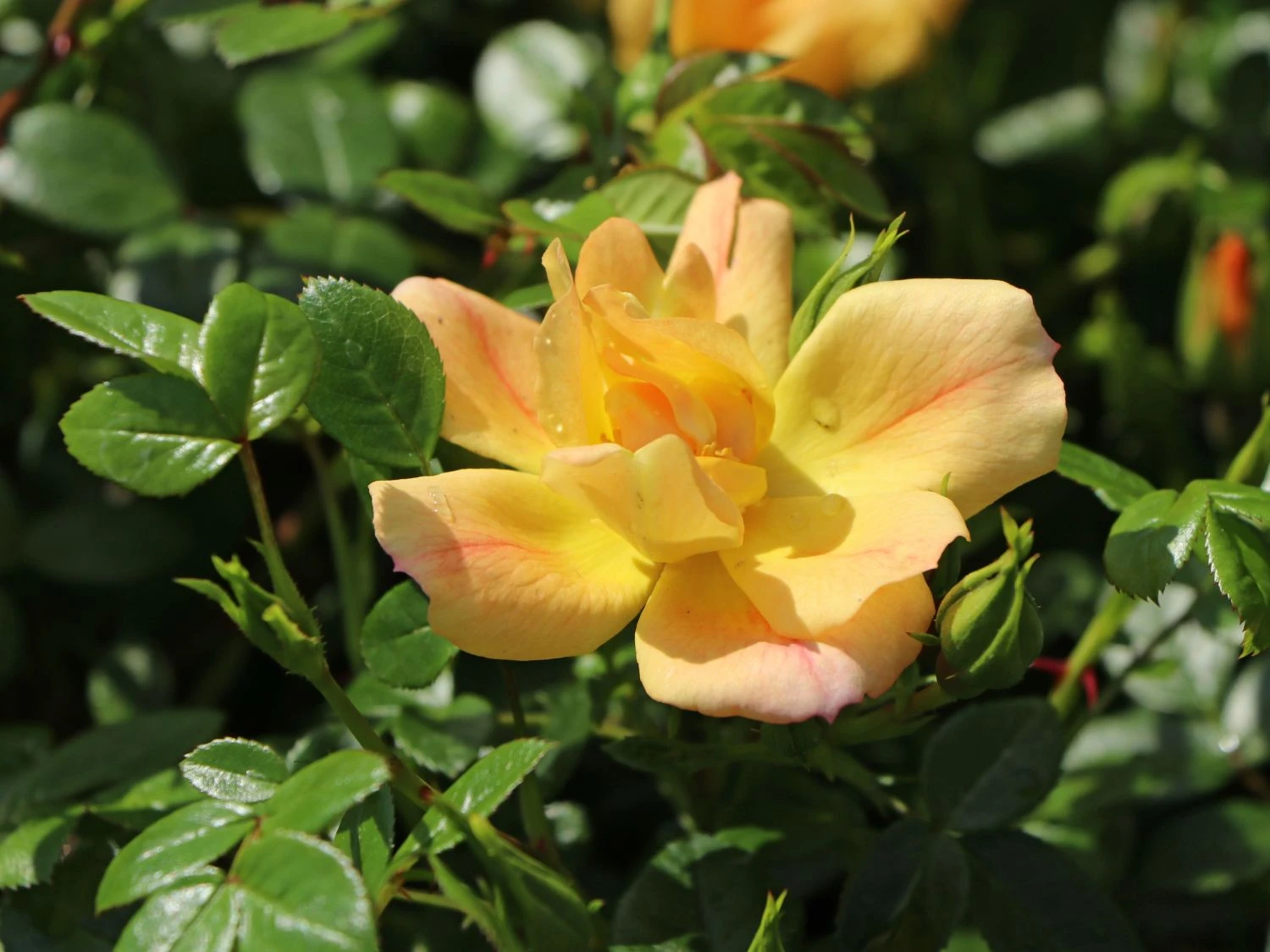 Bodendecker-Rose 'Bienenweide ® Apricot' 6 Bodendecker-Rose 'Bienenweide ® Apricot' – Bild 6