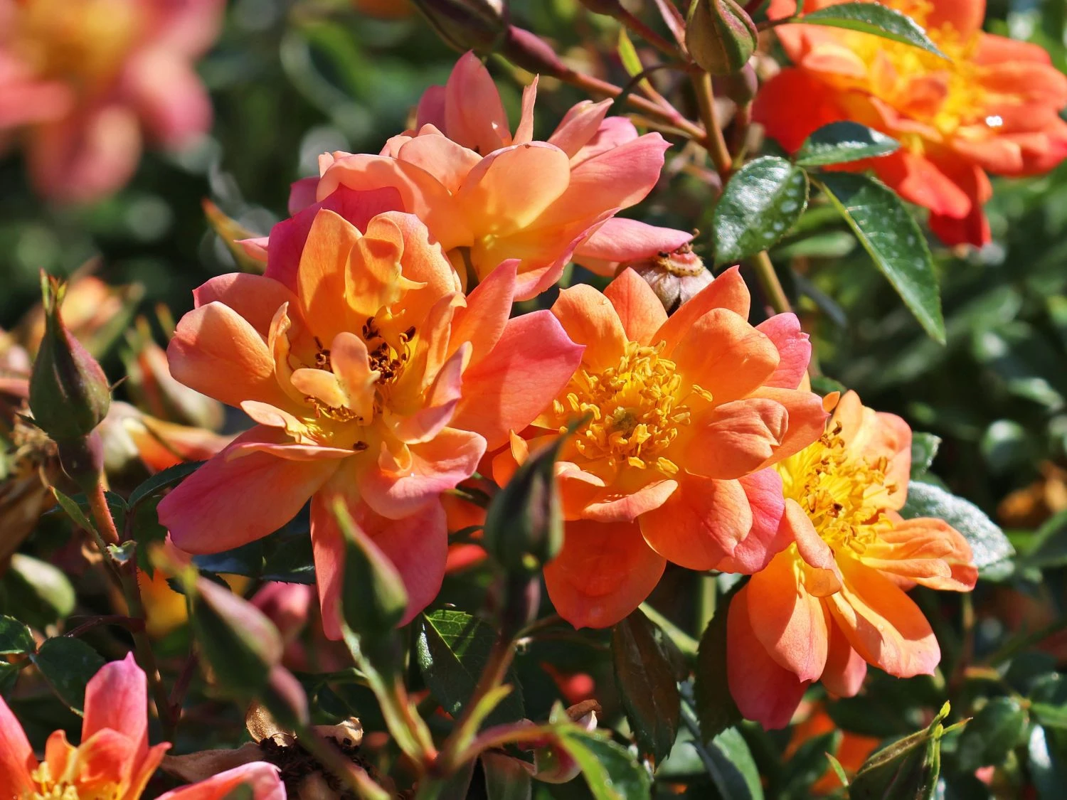 Bodendecker-Rose 'Bienenweide ® Apricot' 10 Bodendecker-Rose 'Bienenweide ® Apricot' – Bild 10