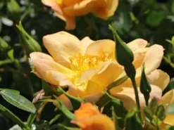 Bodendecker-Rose 'Bienenweide ® Apricot' 18 Bodendecker-Rose 'Bienenweide ® Apricot' -Deutschland Garten Funk Verkaufs-Shop bodendecker rose bienenweide apricot m094428 w 2