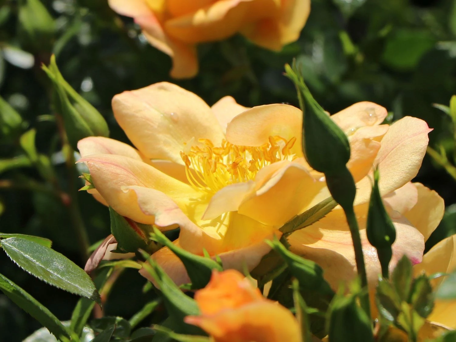 Bodendecker-Rose 'Bienenweide ® Apricot' 5 Bodendecker-Rose 'Bienenweide ® Apricot' – Bild 5