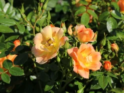 Bodendecker-Rose 'Bienenweide ® Apricot' 22 Bodendecker-Rose 'Bienenweide ® Apricot' -Deutschland Garten Funk Verkaufs-Shop bodendecker rose bienenweide apricot m094428 w 3