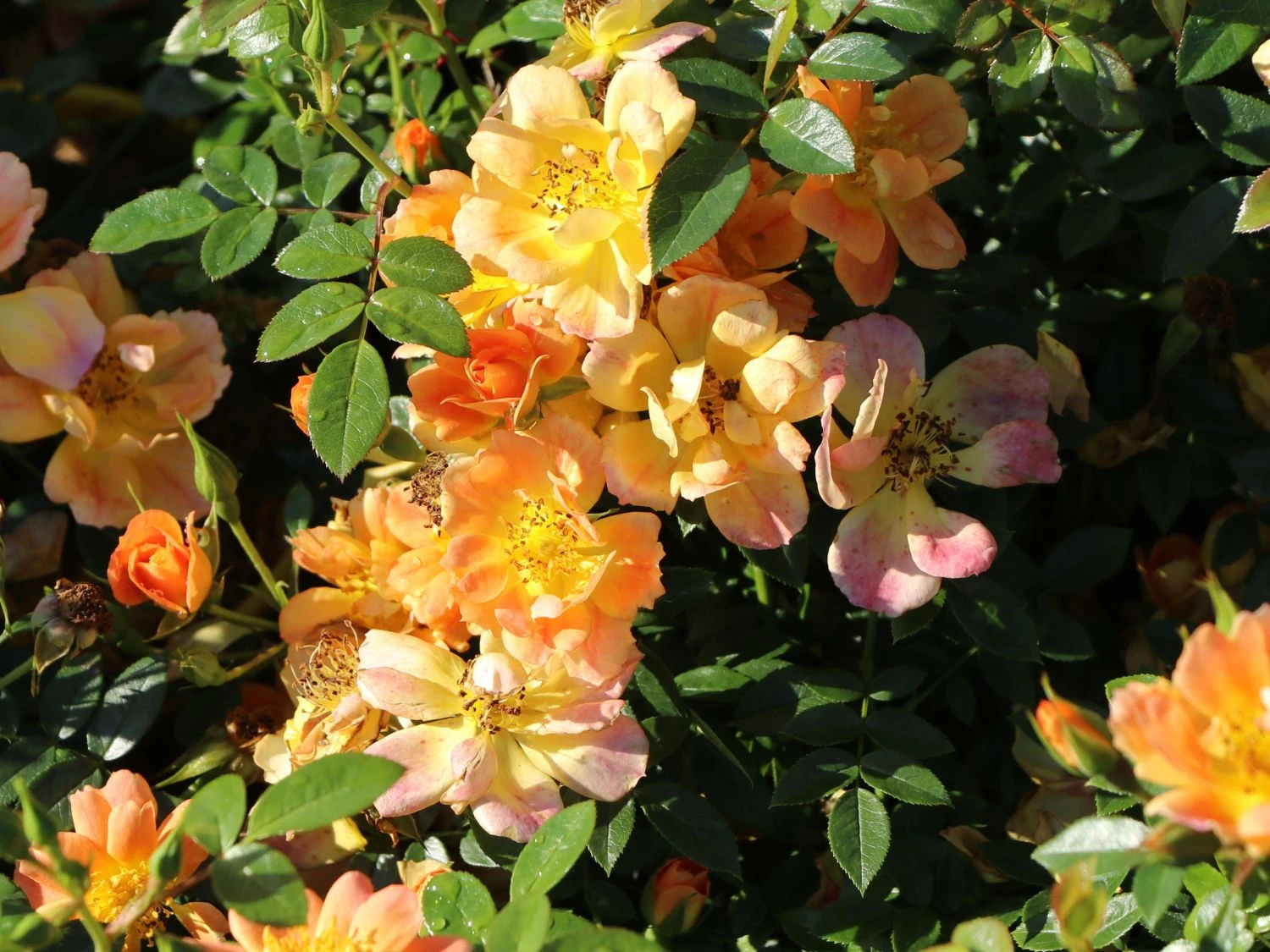 Bodendecker-Rose 'Bienenweide ® Apricot' 8 Bodendecker-Rose 'Bienenweide ® Apricot' – Bild 8