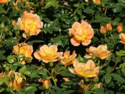 Bodendecker-Rose 'Bienenweide ® Apricot' 24 Bodendecker-Rose 'Bienenweide ® Apricot' -Deutschland Garten Funk Verkaufs-Shop bodendecker rose bienenweide apricot m094428 w 5