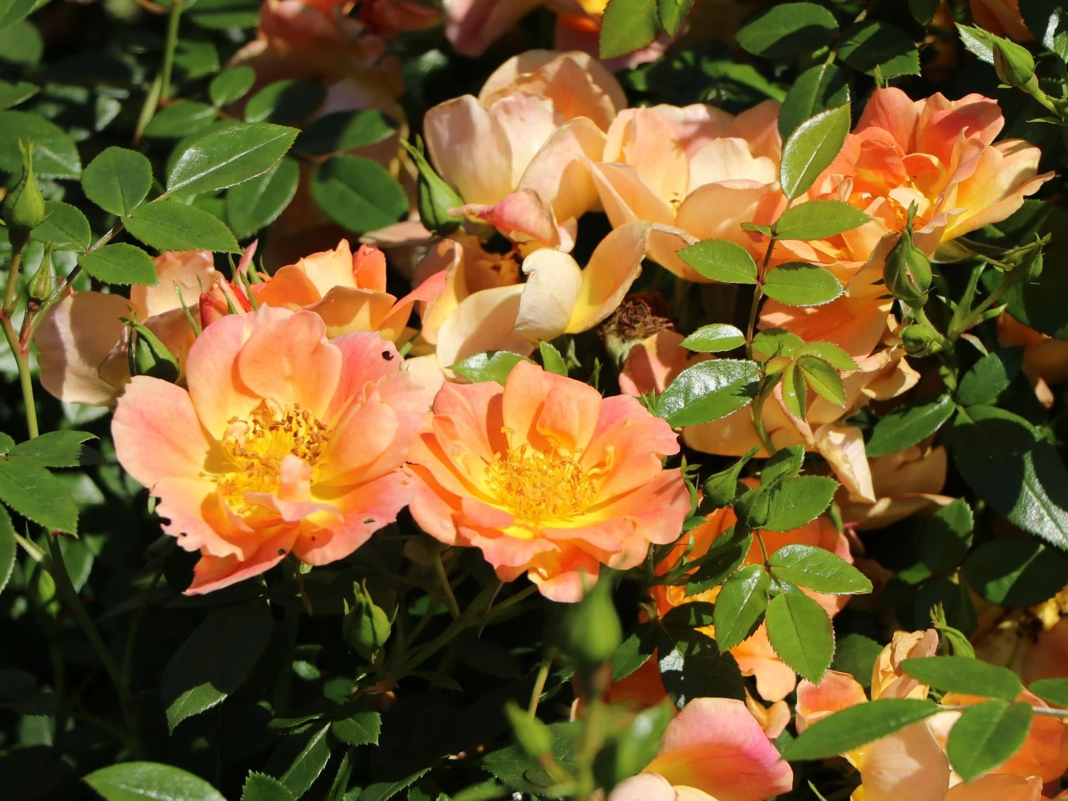 Bodendecker-Rose 'Bienenweide ® Apricot' 12 Bodendecker-Rose 'Bienenweide ® Apricot' – Bild 12