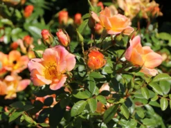 Bodendecker-Rose 'Bienenweide ® Apricot' 26 Bodendecker-Rose 'Bienenweide ® Apricot' -Deutschland Garten Funk Verkaufs-Shop bodendecker rose bienenweide apricot m094428 w 7