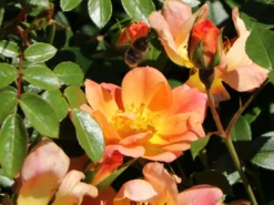 Bodendecker-Rose 'Bienenweide ® Apricot' 16 Bodendecker-Rose 'Bienenweide ® Apricot' -Deutschland Garten Funk Verkaufs-Shop bodendecker rose bienenweide apricot m094428 w 8