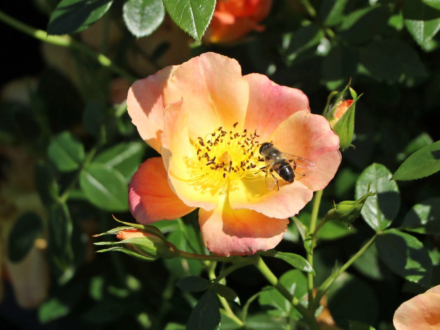 Bodendecker-Rose 'Bienenweide ® Apricot' 2 Bodendecker-Rose 'Bienenweide ® Apricot' – Bild 2