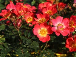 Bodendecker-Rose 'Bienenweide ® Bicolor' -Deutschland Garten Funk Verkaufs-Shop bodendecker rose bienenweide bicolor m111224 w 1