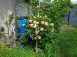 Bodendecker-Rose 'Bienenweide ® Fruity' 13 Bodendecker-Rose 'Bienenweide ® Fruity' -Deutschland Garten Funk Verkaufs-Shop bodendecker rose bienenweide fruity m113614 1137586 0