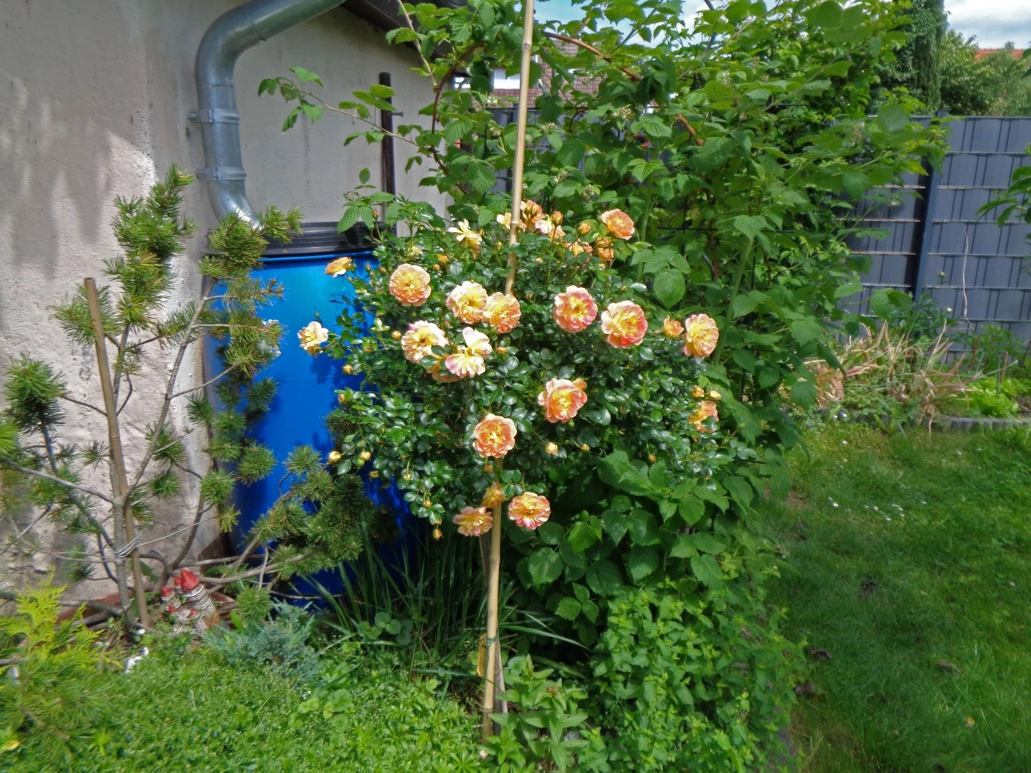 Bodendecker-Rose 'Bienenweide ® Fruity' 7 Bodendecker-Rose 'Bienenweide ® Fruity' – Bild 7