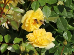 Bodendecker-Rose 'Bienenweide ® Gelb'