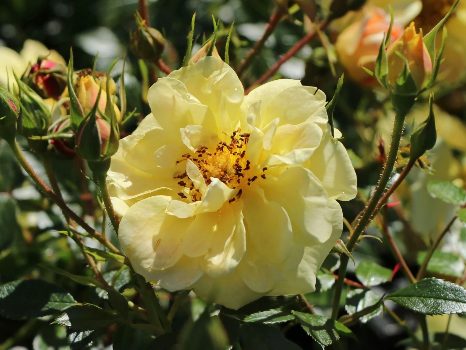 Bodendecker-Rose 'Bienenweide ® Gelb' 11 Bodendecker-Rose 'Bienenweide ® Gelb' – Bild 11