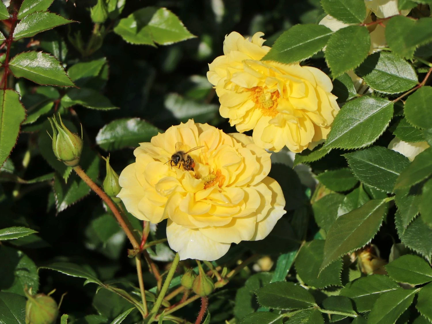 Bodendecker-Rose 'Bienenweide ® Gelb' 13 Bodendecker-Rose 'Bienenweide ® Gelb' – Bild 13