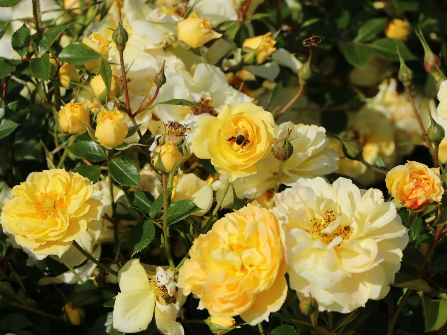 Bodendecker-Rose 'Bienenweide ® Gelb' 4 Bodendecker-Rose 'Bienenweide ® Gelb' – Bild 4