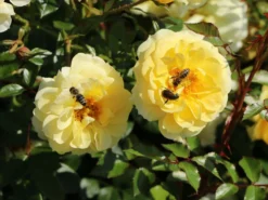 Bodendecker-Rose 'Bienenweide ® Gelb' 18 Bodendecker-Rose 'Bienenweide ® Gelb' -Deutschland Garten Funk Verkaufs-Shop bodendecker rose bienenweide gelb m094434 w 3