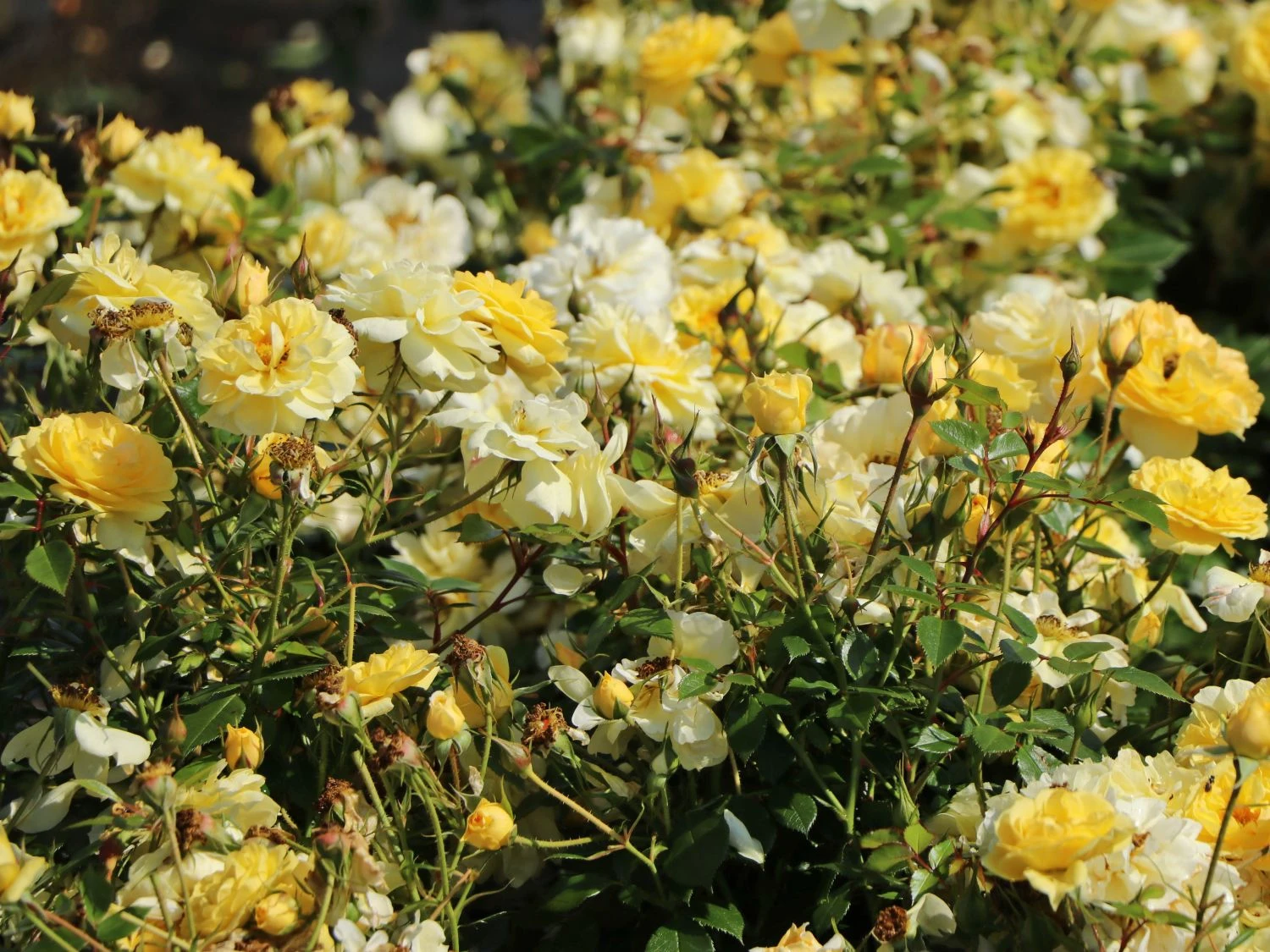 Bodendecker-Rose 'Bienenweide ® Gelb' 3 Bodendecker-Rose 'Bienenweide ® Gelb' – Bild 3