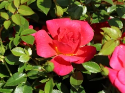 Bodendecker-Rose 'Bienenweide ® Hellrot' -Deutschland Garten Funk Verkaufs-Shop bodendecker rose bienenweide hellrot m094436 w 0