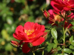 Bodendecker-Rose 'Bienenweide ® Hellrot' -Deutschland Garten Funk Verkaufs-Shop bodendecker rose bienenweide hellrot m094436 w 1