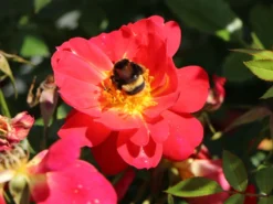 Bodendecker-Rose 'Bienenweide ® Hellrot' -Deutschland Garten Funk Verkaufs-Shop bodendecker rose bienenweide hellrot m094436 w 2