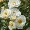 Bodendecker-Rose 'Bienenweide ® Ivory'