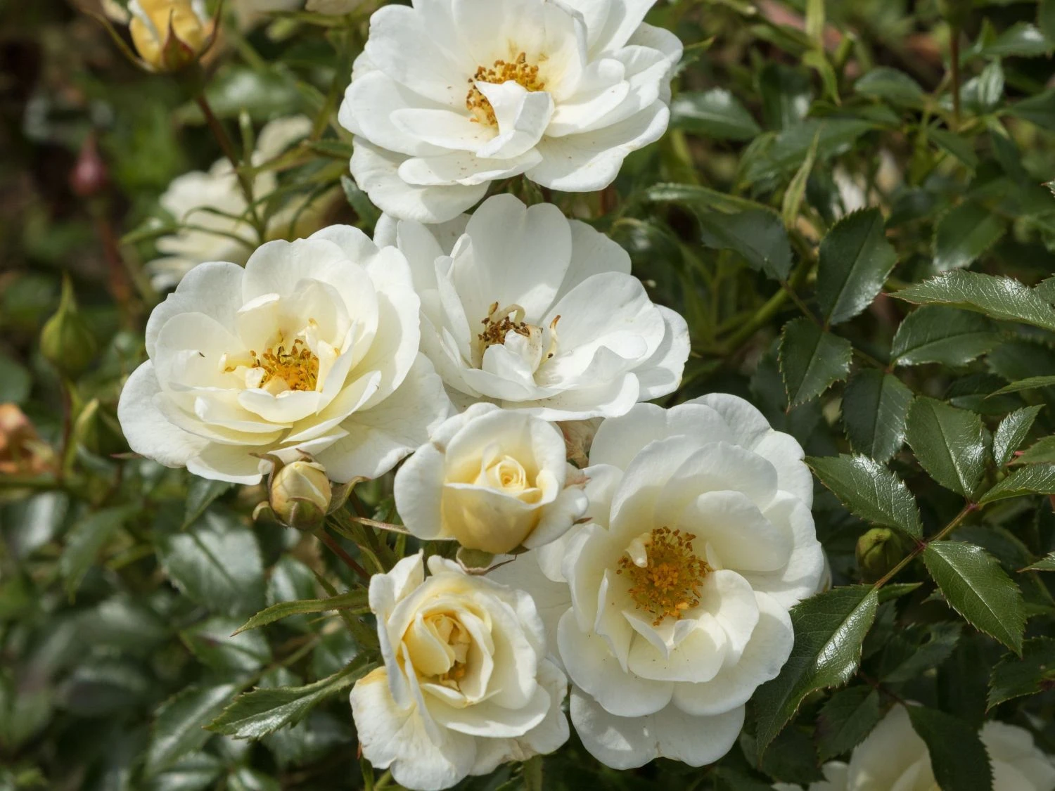 Bodendecker-Rose 'Bienenweide ® Ivory' 1 Bodendecker-Rose 'Bienenweide ® Ivory'
