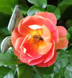 Bodendecker-Rose 'Bienenweide ® Mango' -Deutschland Garten Funk Verkaufs-Shop bodendecker rose bienenweide mango m115305 1054628 0