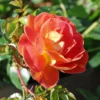 Bodendecker-Rose 'Bienenweide ® Mango'