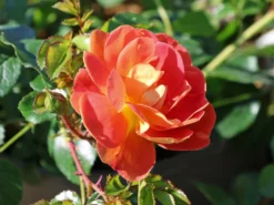 Bodendecker-Rose 'Bienenweide ® Mango'