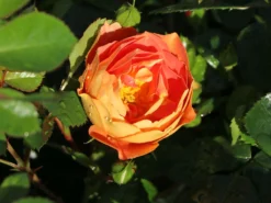 Bodendecker-Rose 'Bienenweide ® Mango' -Deutschland Garten Funk Verkaufs-Shop bodendecker rose bienenweide mango m115305 w 0