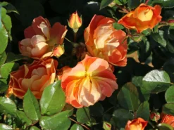 Bodendecker-Rose 'Bienenweide ® Mango' -Deutschland Garten Funk Verkaufs-Shop bodendecker rose bienenweide mango m115305 w 1