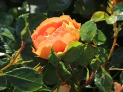 Bodendecker-Rose 'Bienenweide ® Mango' -Deutschland Garten Funk Verkaufs-Shop bodendecker rose bienenweide mango m115305 w 2