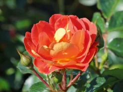 Bodendecker-Rose 'Bienenweide ® Mango' -Deutschland Garten Funk Verkaufs-Shop bodendecker rose bienenweide mango m115305 w 3