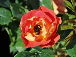 Bodendecker-Rose 'Bienenweide ® Mango' -Deutschland Garten Funk Verkaufs-Shop bodendecker rose bienenweide mango m115305 w 4