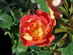 Bodendecker-Rose 'Bienenweide ® Mango' -Deutschland Garten Funk Verkaufs-Shop bodendecker rose bienenweide mango m115305 w 5