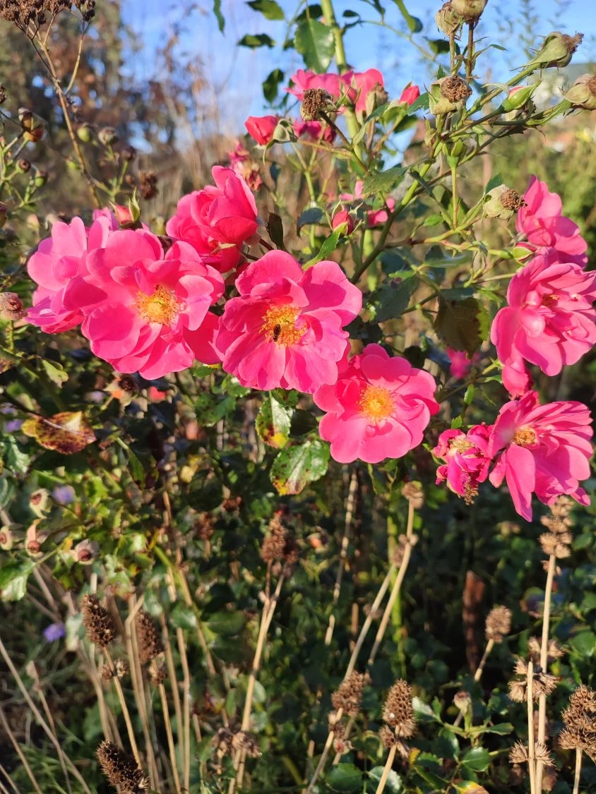 Bodendecker-Rose 'Bienenweide ® Rosa' 9 Bodendecker-Rose 'Bienenweide ® Rosa' – Bild 9