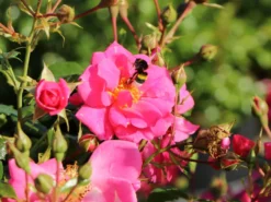 Bodendecker-Rose 'Bienenweide ® Rosa' 12 Bodendecker-Rose 'Bienenweide ® Rosa' -Deutschland Garten Funk Verkaufs-Shop bodendecker rose bienenweide rosa m094379 w 0