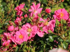 Bodendecker-Rose 'Bienenweide ® Rosa' 11 Bodendecker-Rose 'Bienenweide ® Rosa' -Deutschland Garten Funk Verkaufs-Shop bodendecker rose bienenweide rosa m094379 w 1