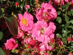 Bodendecker-Rose 'Bienenweide ® Rosa' 15 Bodendecker-Rose 'Bienenweide ® Rosa' -Deutschland Garten Funk Verkaufs-Shop bodendecker rose bienenweide rosa m094379 w 2