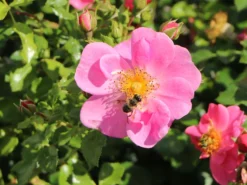 Bodendecker-Rose 'Bienenweide ® Rosa' 13 Bodendecker-Rose 'Bienenweide ® Rosa' -Deutschland Garten Funk Verkaufs-Shop bodendecker rose bienenweide rosa m094379 w 3