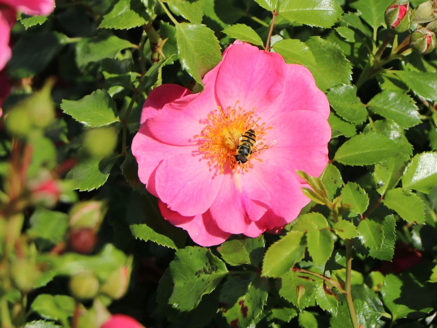 Bodendecker-Rose 'Bienenweide ® Rosa' 2 Bodendecker-Rose 'Bienenweide ® Rosa' – Bild 2