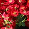 Bodendecker-Rose 'Bienenweide ® Rot'