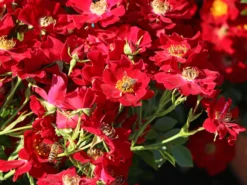 Bodendecker-Rose 'Bienenweide ® Rot'