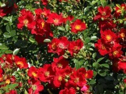 Bodendecker-Rose 'Bienenweide ® Rot' -Deutschland Garten Funk Verkaufs-Shop bodendecker rose bienenweide rot m094432 w 1