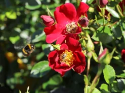 Bodendecker-Rose 'Bienenweide ® Rot' -Deutschland Garten Funk Verkaufs-Shop bodendecker rose bienenweide rot m094432 w 5