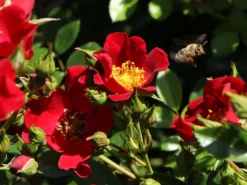 Bodendecker-Rose 'Bienenweide ® Rot' -Deutschland Garten Funk Verkaufs-Shop bodendecker rose bienenweide rot m094432 w 8